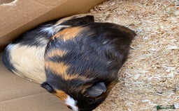 Guinea Pig rodents for sale: 2 male guinea pigs 4 mths old-all set up included - Image 4