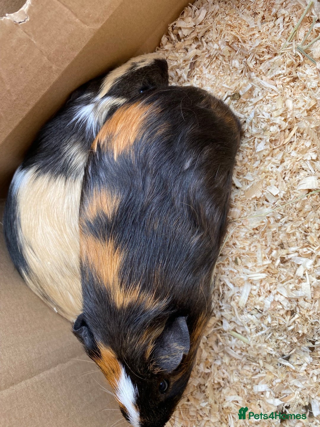 Guinea Pig rodents for sale: 2 male guinea pigs 4 mths old-all set up included - Image 4