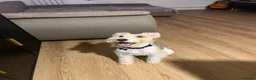 Fox Terrier dogs for stud: Wire fox terrier stud  in Welwyn Garden City - Advert 1