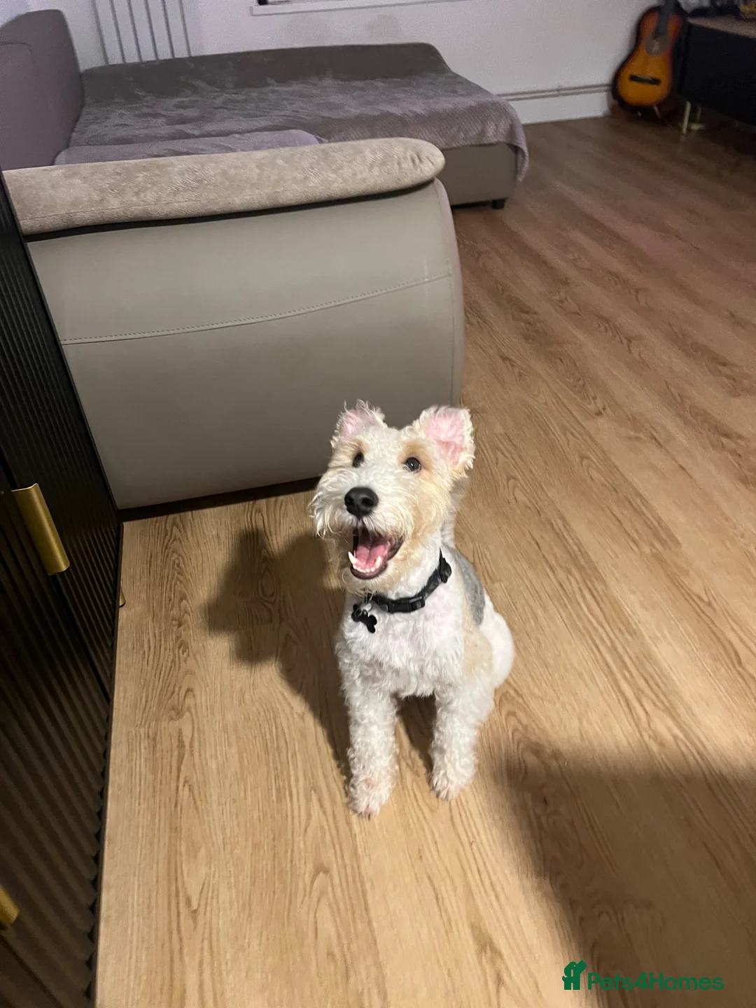 Fox Terrier dogs for stud: Wire fox terrier stud  in Welwyn Garden City - Advert 1