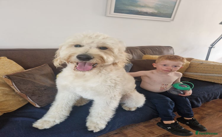 Goldendoodle dogs - Advert 1