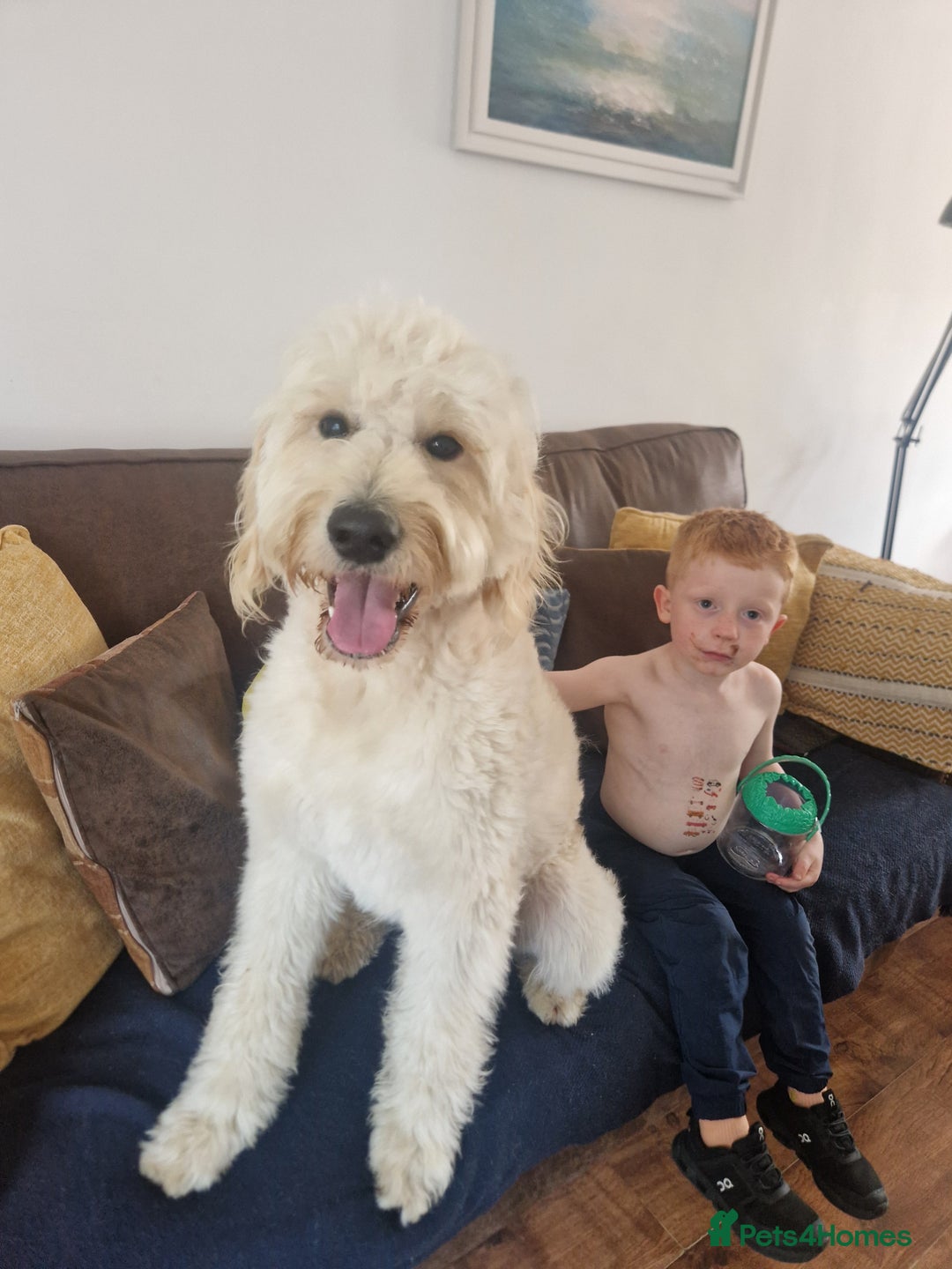 Goldendoodle dogs for stud: Beautiful large goldendoodle for stud - Image 1