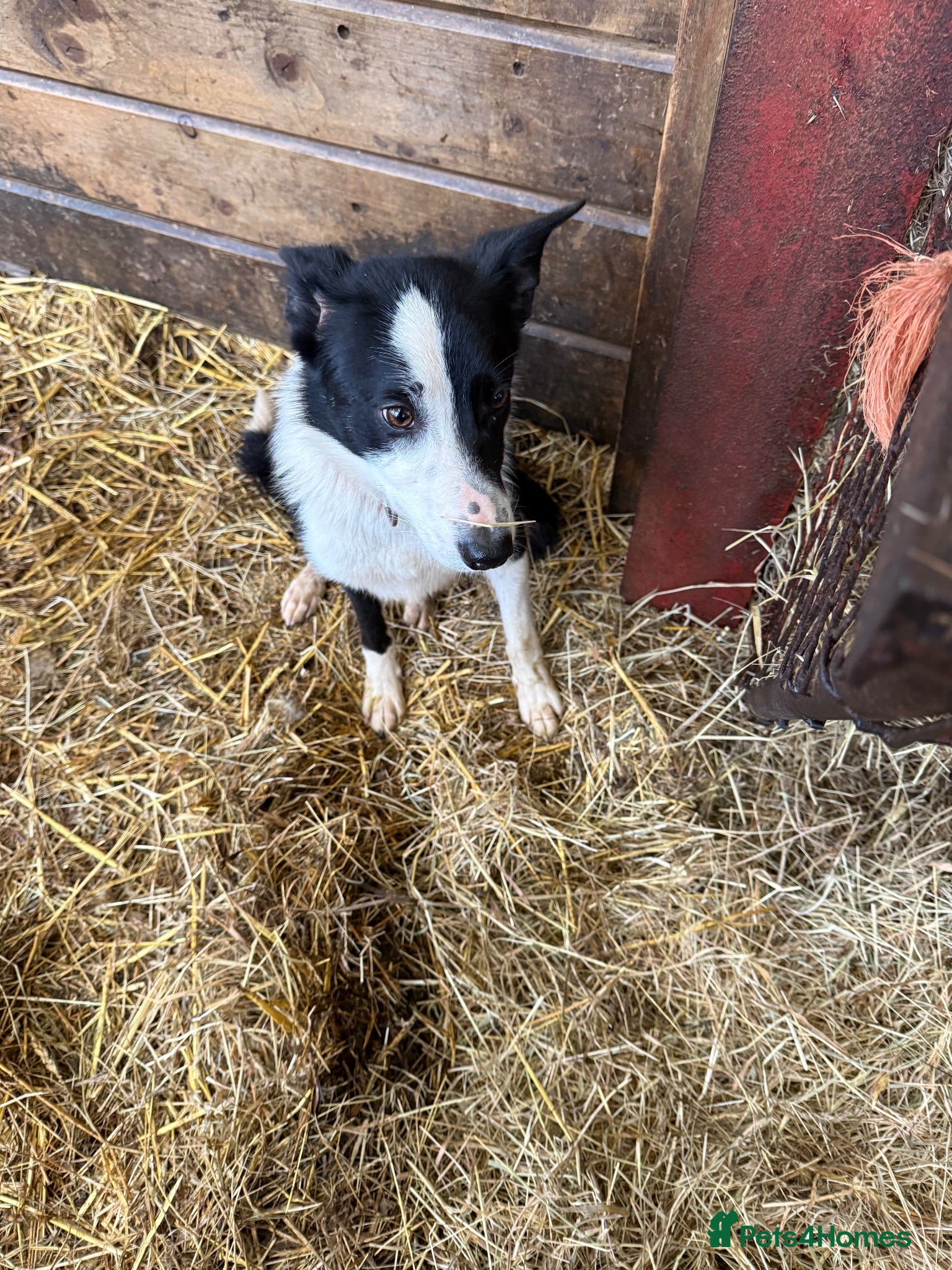 Mixed Breed dogs Collie/Cocker Mixed Puppies - Advert 2