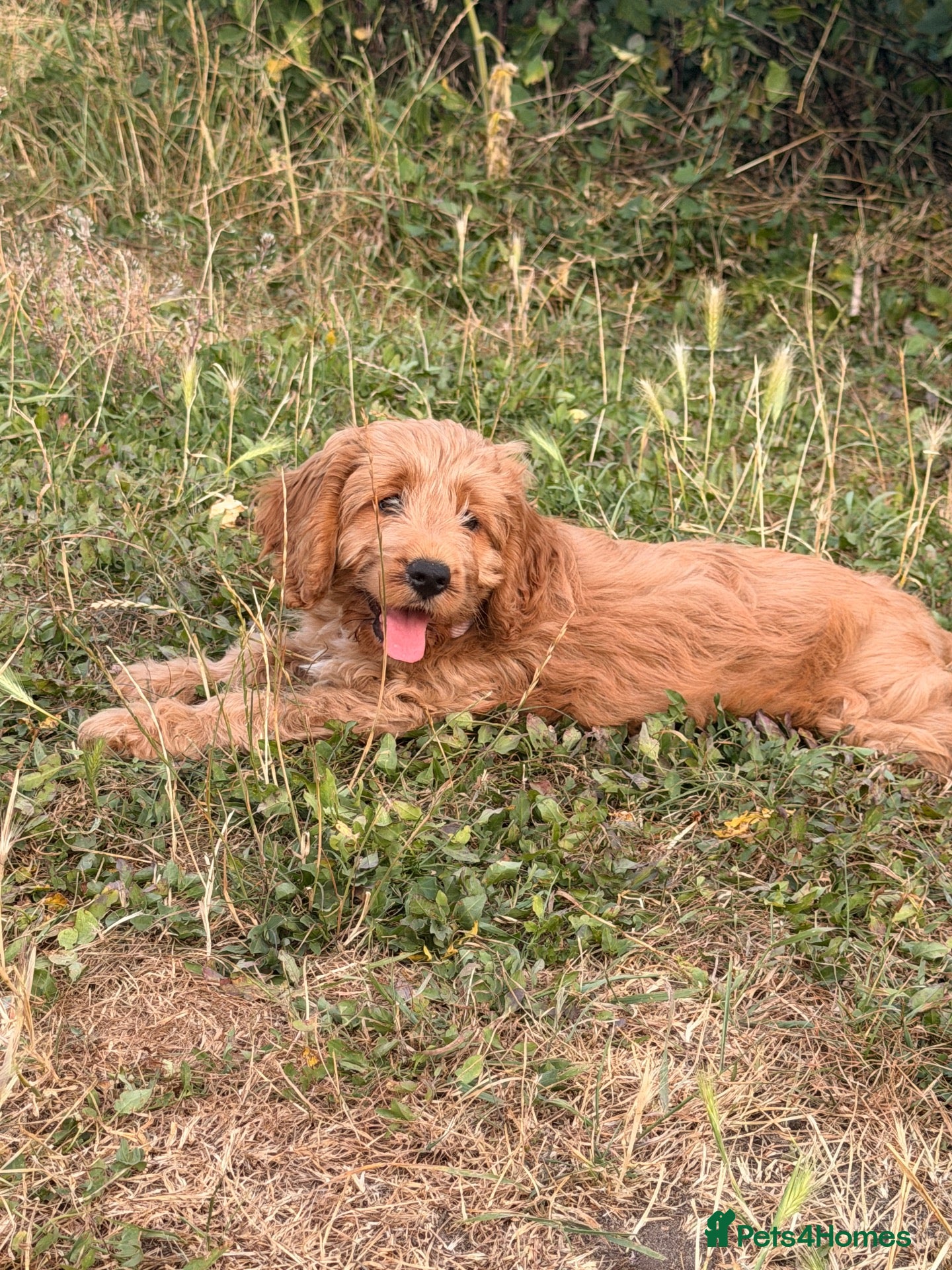 Cockapoo dogs FEMALE COCKAPOO LAST GIRL - Advert 3