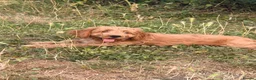 Cockapoo dogs for sale: FEMALE COCKAPOO LAST GIRL in Attleborough - Advert 1