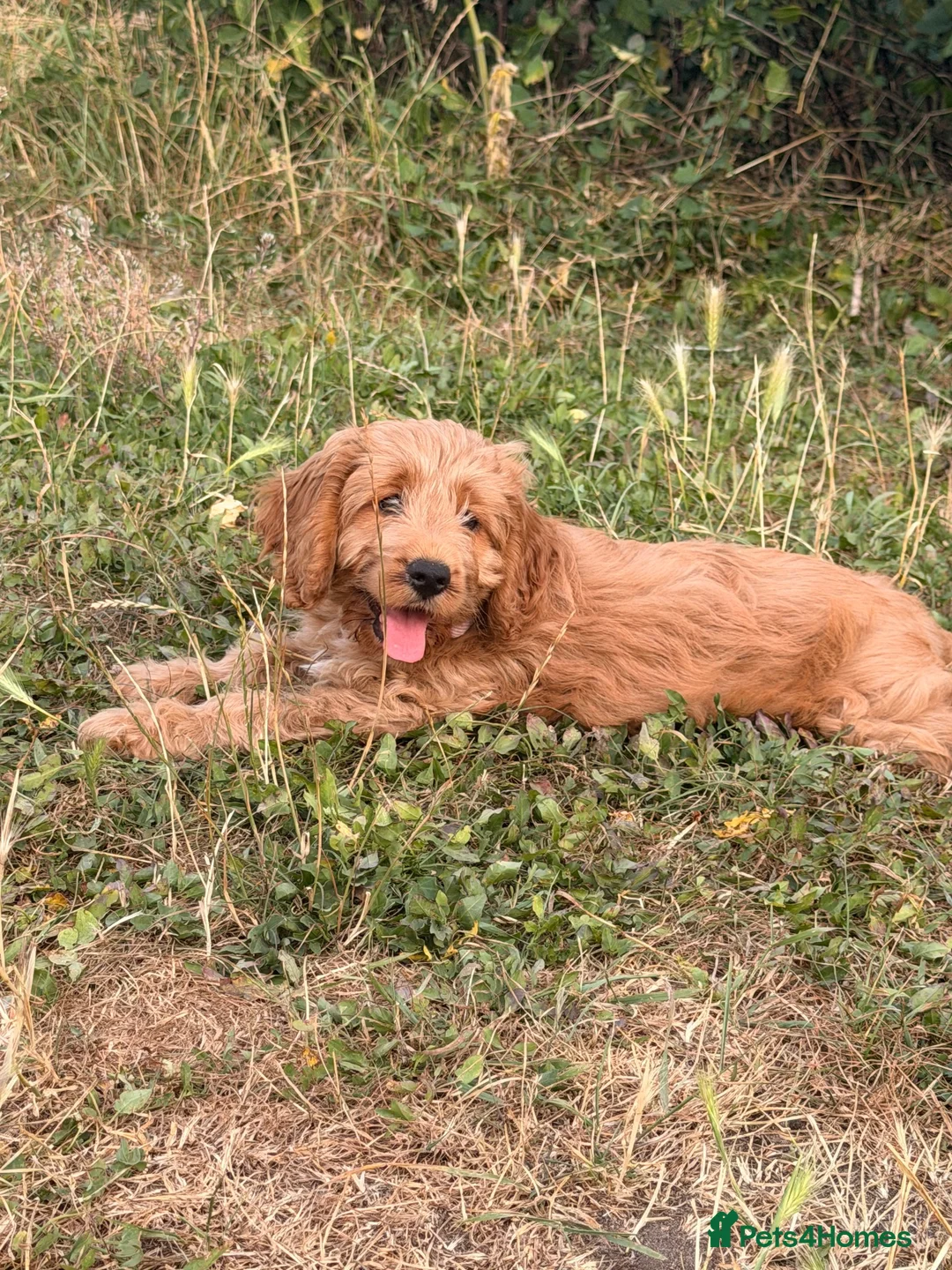 Cockapoo dogs for sale: FEMALE COCKAPOO LAST GIRL in Attleborough - Advert 1