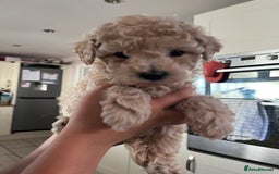 Cavapoochon dogs for sale: Cavapoochon - Image 2