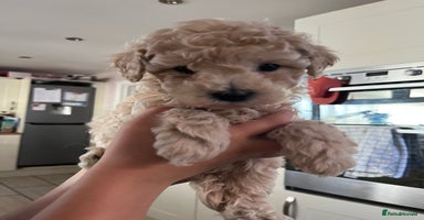 Cavapoochon dogs - Advert 15