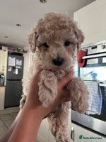 Cavapoochon dogs - Advert 3