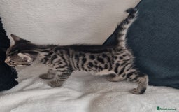 Bengal cats for sale: 2 female half bengal kittens - Image 5