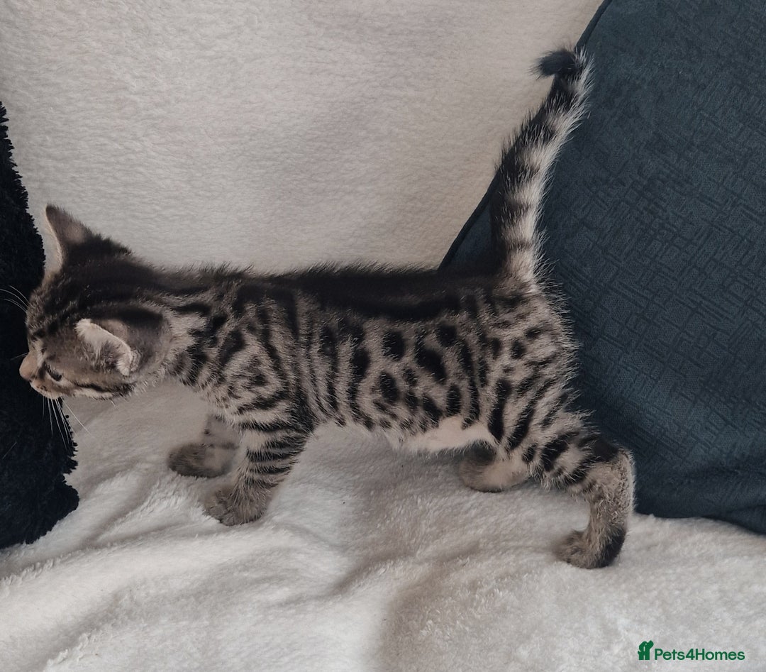 Bengal cats for sale: 2 female half bengal kittens - Image 5