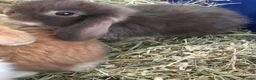 Mini Lop rabbits for sale: Mini lop baby bunnies - Advert 4
