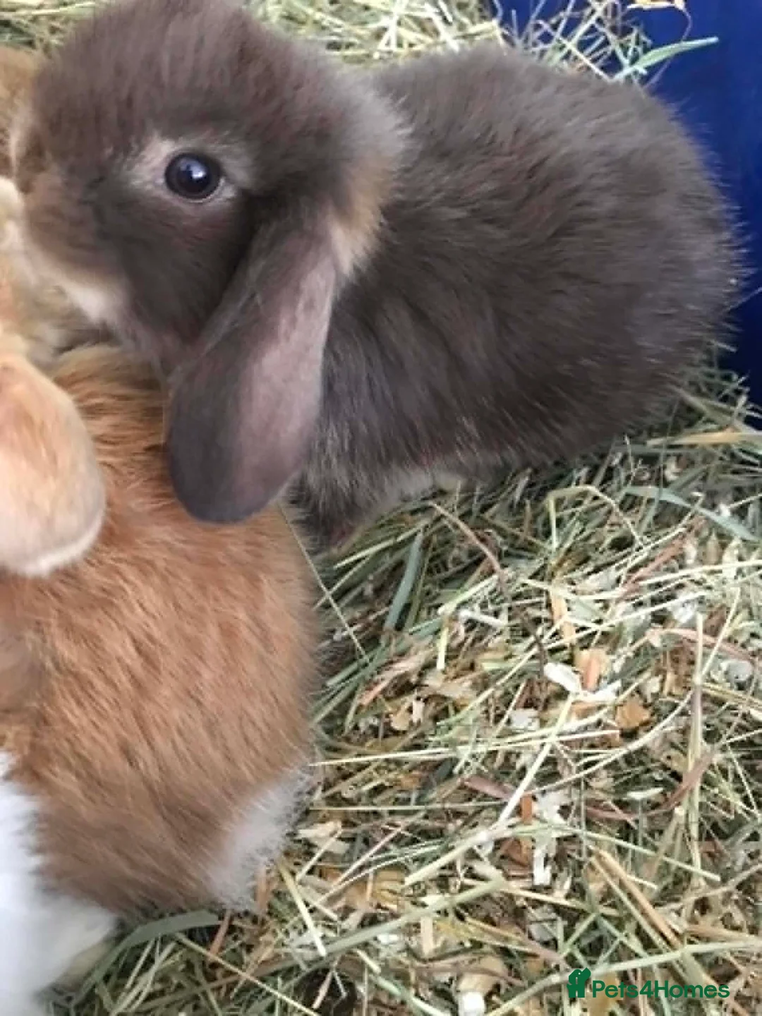 Mini Lop rabbits for sale: Mini lop baby bunnies - Advert 4