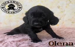 Cocker Spaniel dogs for sale: 🖤 Quality Cocker Spaniels 🖤 Ready Now 🖤 - Image 14