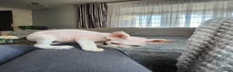 Devon Rex cats for sale: Two Devon Rex kittens for sale!!! - Advert 6
