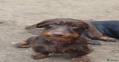 Miniature Dachshund dogs - Advert 2
