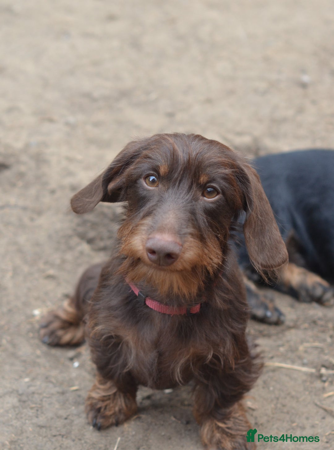 Miniature Dachshund dogs for sale: Wirehaired dachshund girl and boy - Image 3