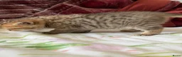 British Shorthair cats for sale: 🌟 Luxury Champion line Golden BSH🌟 - Advert 38