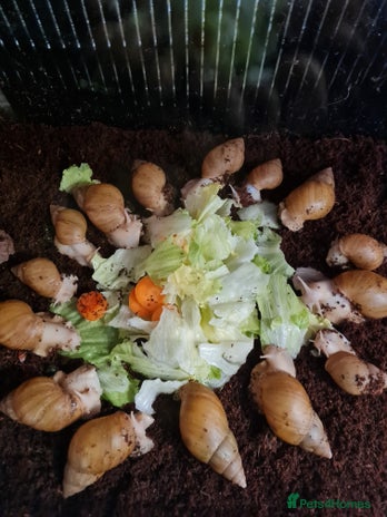 Snails invertebrates in Bootle - Advert 15