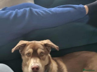 Mixed Breed dogs - Advert 3