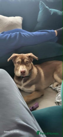 Mixed Breed dogs - Advert 13