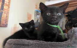 Maine Coon cats for sale: Last 2 beautiful Maine coon x males  - Image 17