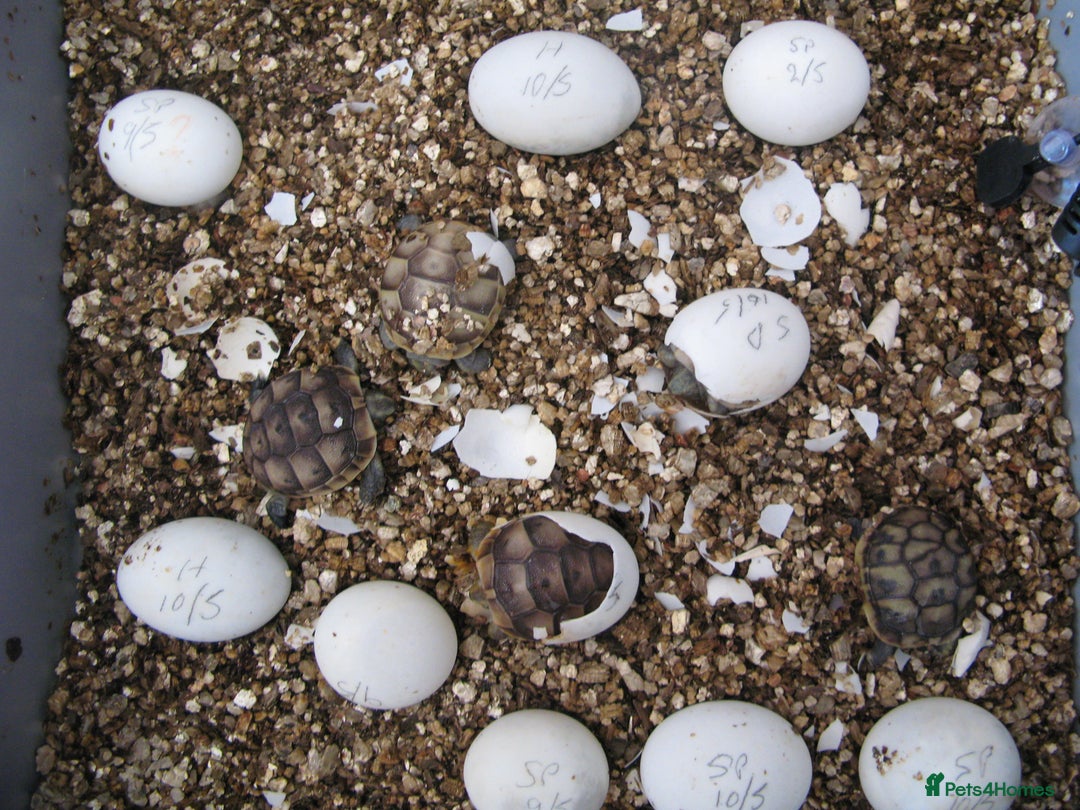 Tortoise reptiles for sale: Baby Hermann & Spur-thigh Tortoises for sale - Image 4