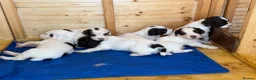 English Springer Spaniel dogs for sale: Quality English Working Springer Spaniel Puppies - Advert 6