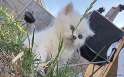 British Longhair cats for sale: 6 Adorable British ShortHair X LongHair kittens .  - Image 30
