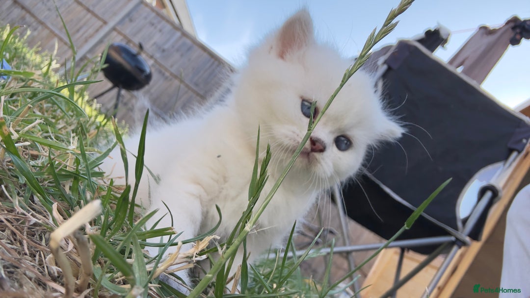 British Longhair cats for sale: 6 Adorable British ShortHair X LongHair kittens .  - Image 30