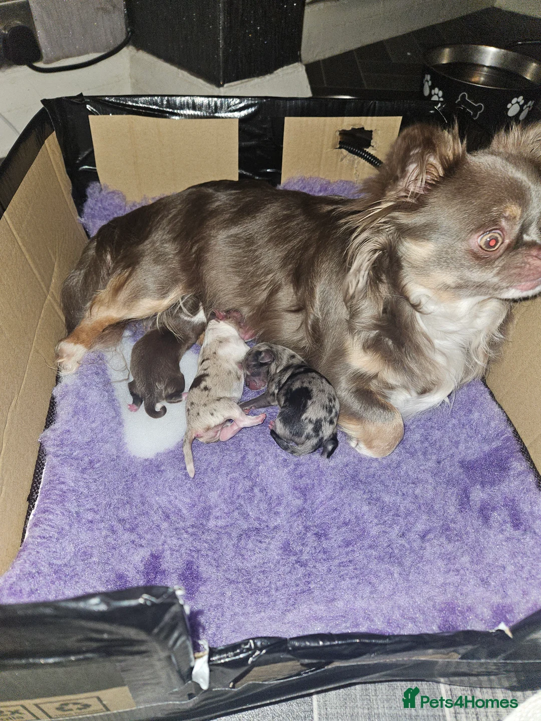 Pomchi dogs for sale: Beautiful Pomchi Puppies Loving 🏠 Reared Litters - Advert 29