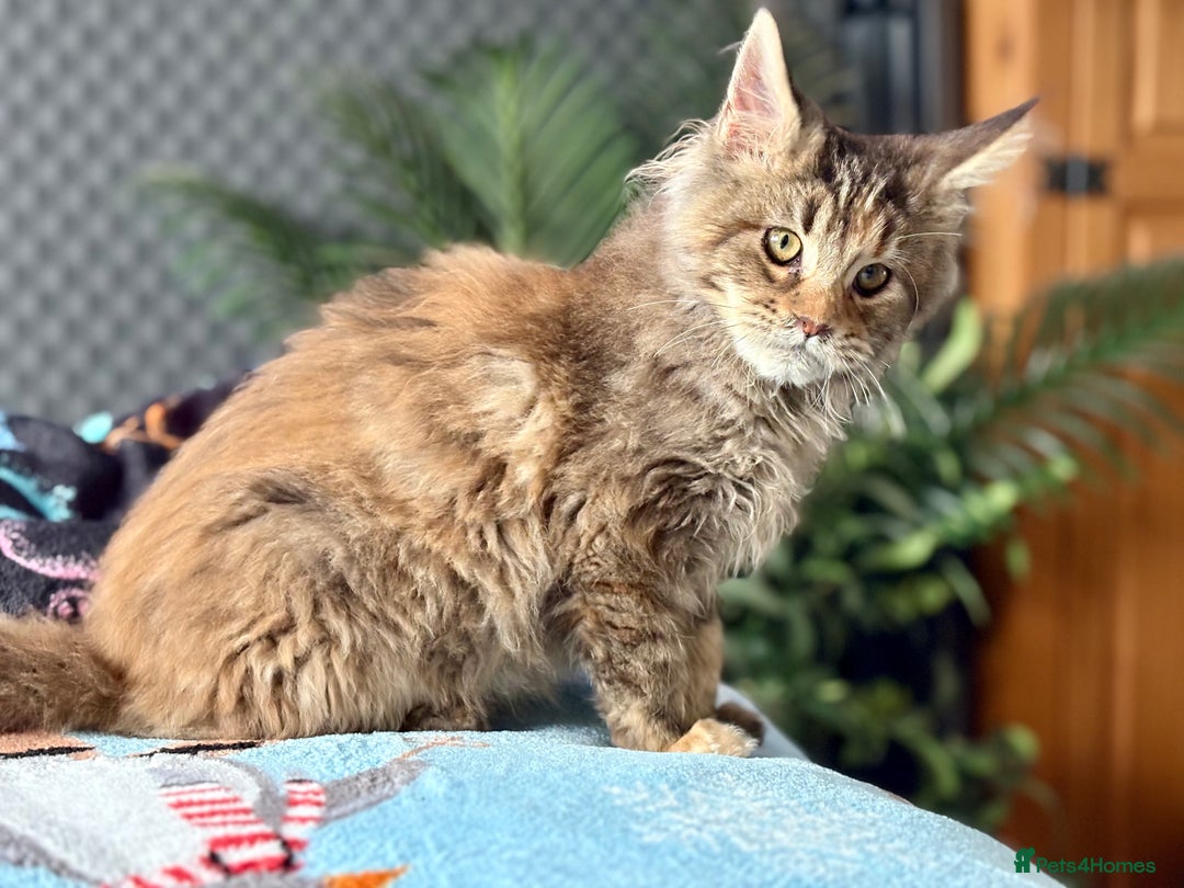 Maine Coon cats for sale: Beautiful Maine Coon Female - Advert 4