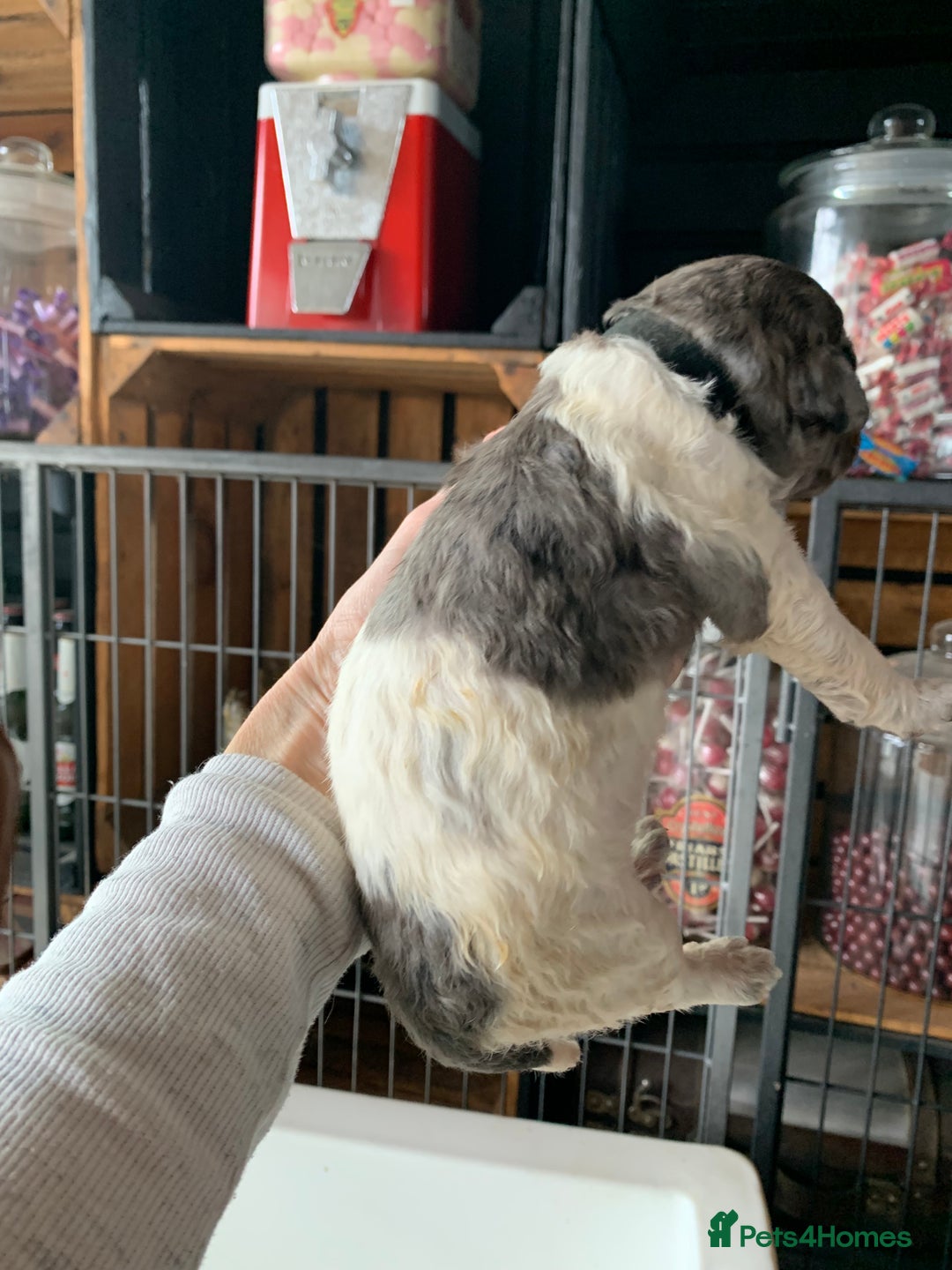 Bernedoodle dogs for sale: Standard Bernedoodle Blue Merle, Black White. - Image 3