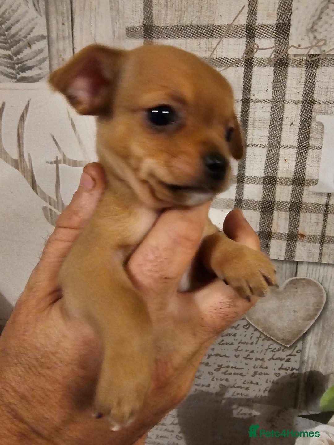 Chihuahua dogs for sale: Chihuahua  - Image 15