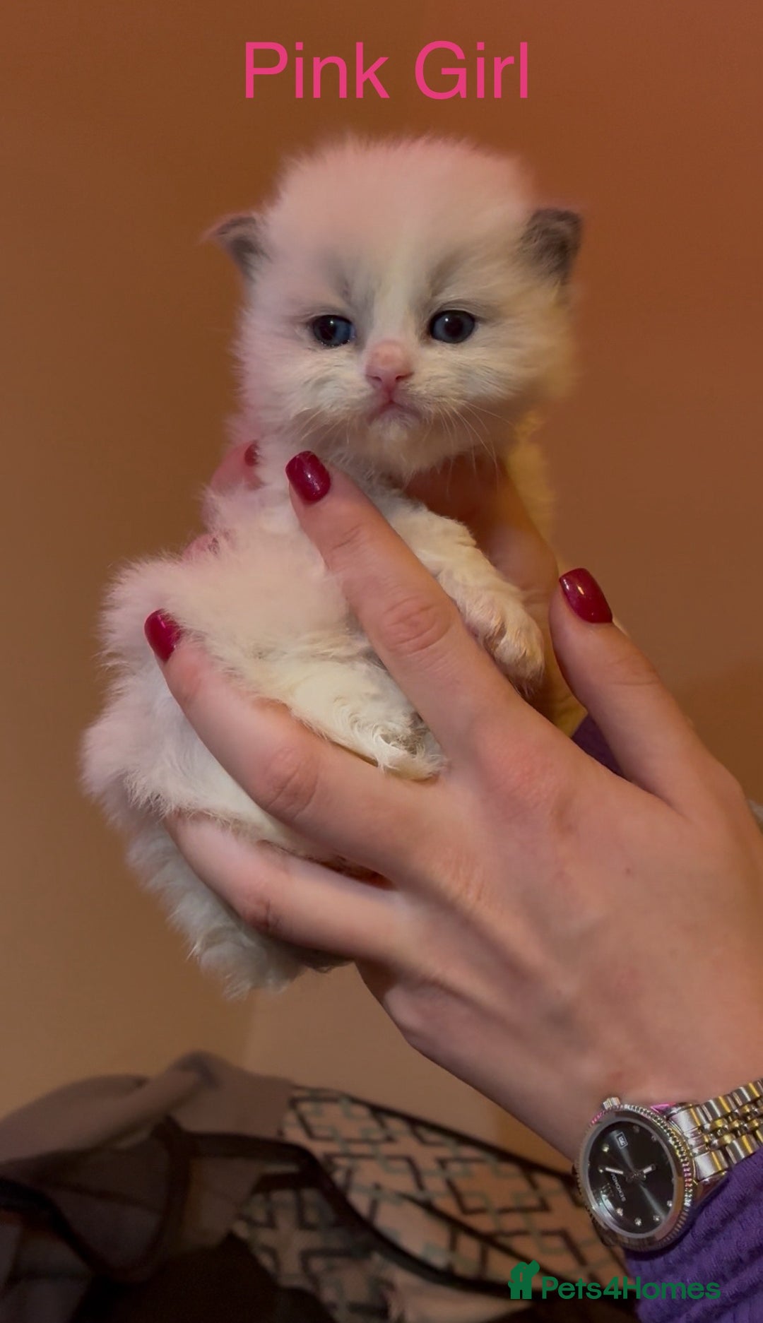 Ragdoll cats for sale: Stunning GCCF Bi-color Ragdoll Kittens - Advert 5