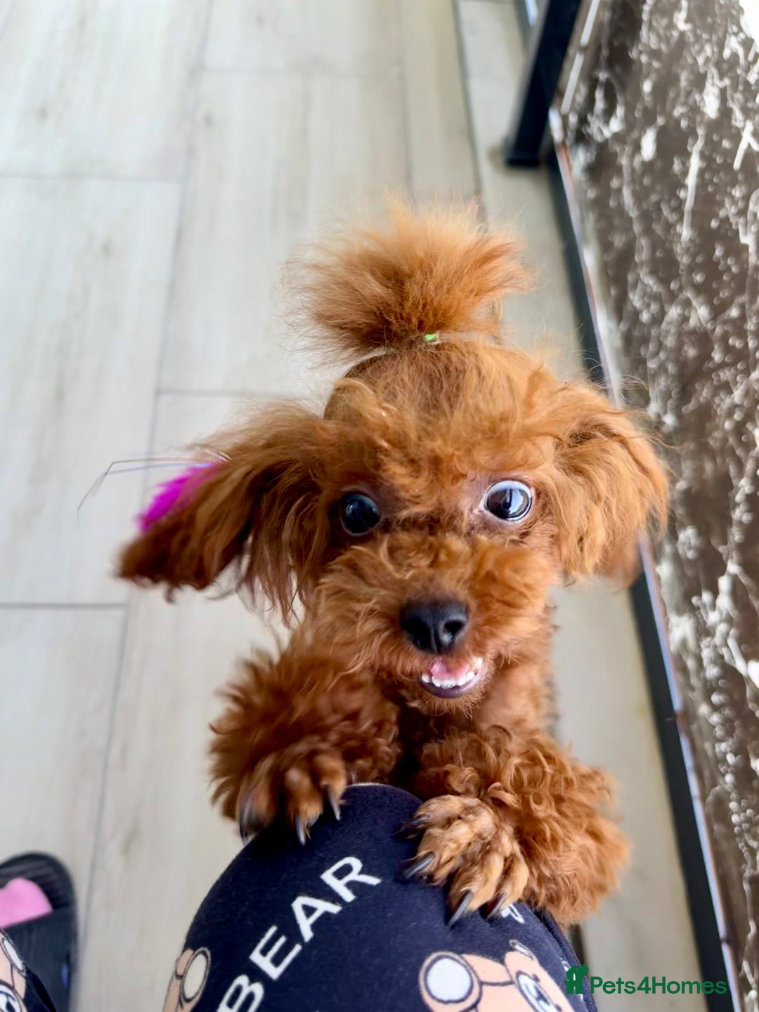 Poodle dogs for sale: Stunning Asian poodle for sale 🤩 - Image 2