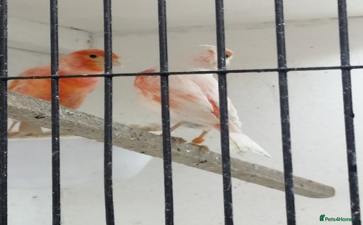 Canaries birds - Advert 1