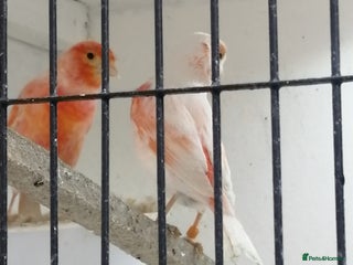 Canaries birds - Advert 8