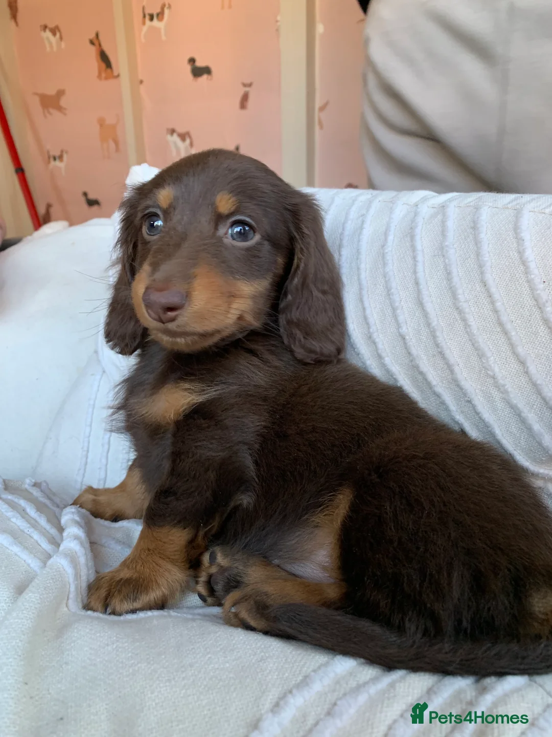 Miniature Dachshund dogs for sale: Long haired miniature dachshund  in North Shields - Advert 2