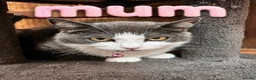 Mixed Breed cats for sale: Mix Cats - Advert 2