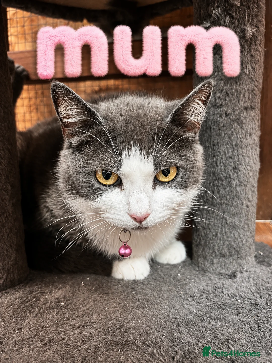 Mixed Breed cats for sale: Mix Cats - Advert 2