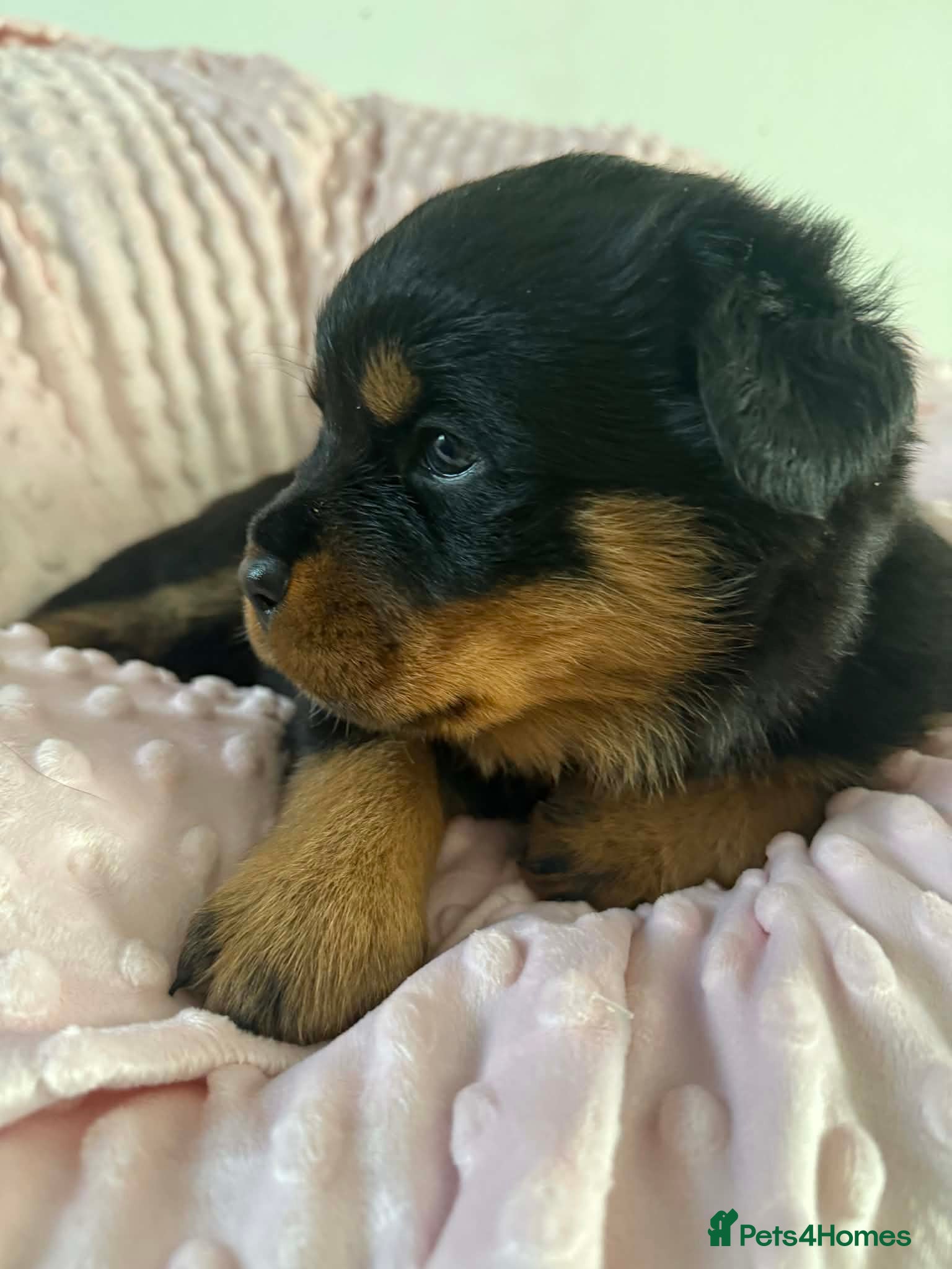 Rottweiler dogs Rottweiler puppies - Advert 15