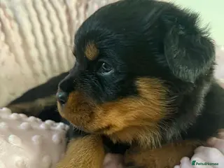 Rottweiler dogs Rottweiler puppies - Advert 15