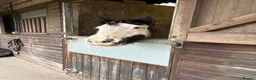 Tinker horses for sale: “Emma” Lovely Happy Hacker in York - Advert 15