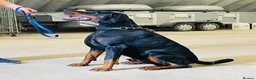 Dobermann dogs for sale: 1YO Male - FULLY HEALTH & HEART TESTED PARENTS in Whitland - Advert 2