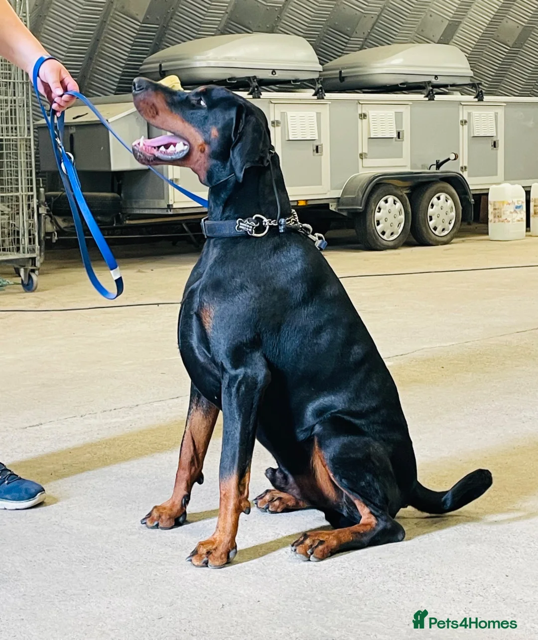 Dobermann dogs for sale: 1YO Male - FULLY HEALTH & HEART TESTED PARENTS in Whitland - Advert 2