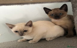 Tonkinese cats for sale: Pedigree registered Tonkinese kittens - Image 5