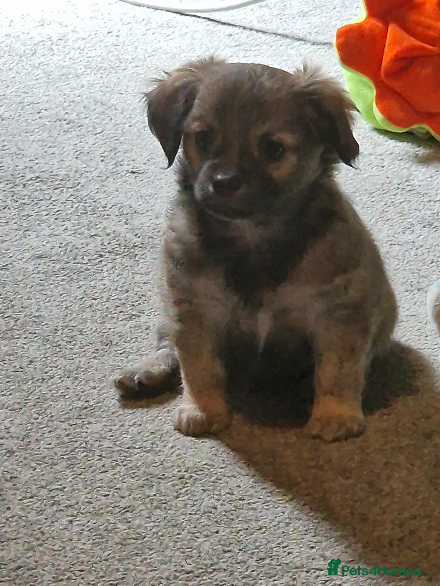 Chorkie dogs Last one STUNNING pup 🦁 simba  - Advert 1