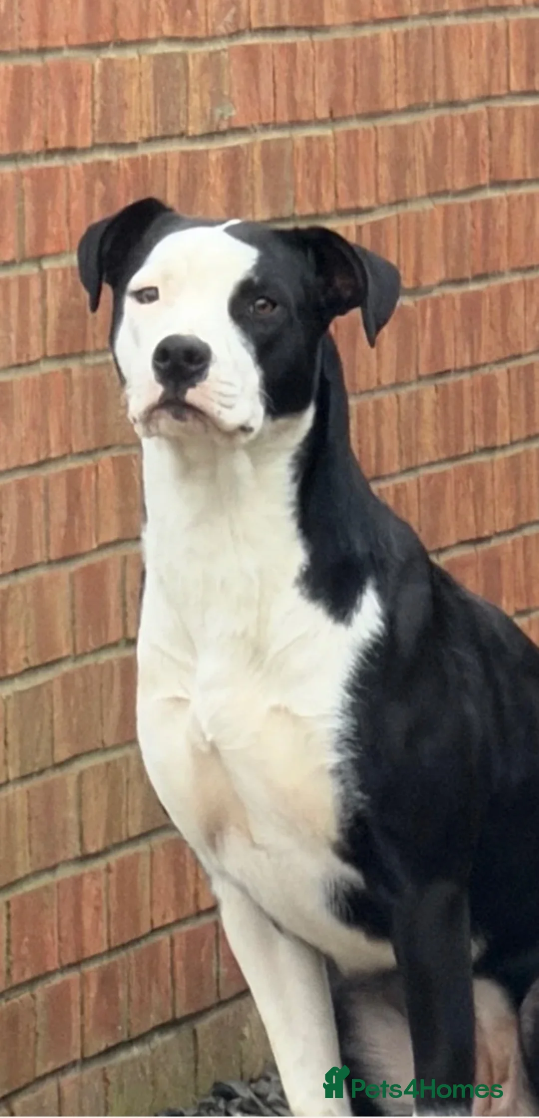 Mixed Breed dogs for sale: Millie & Luna - Advert 2