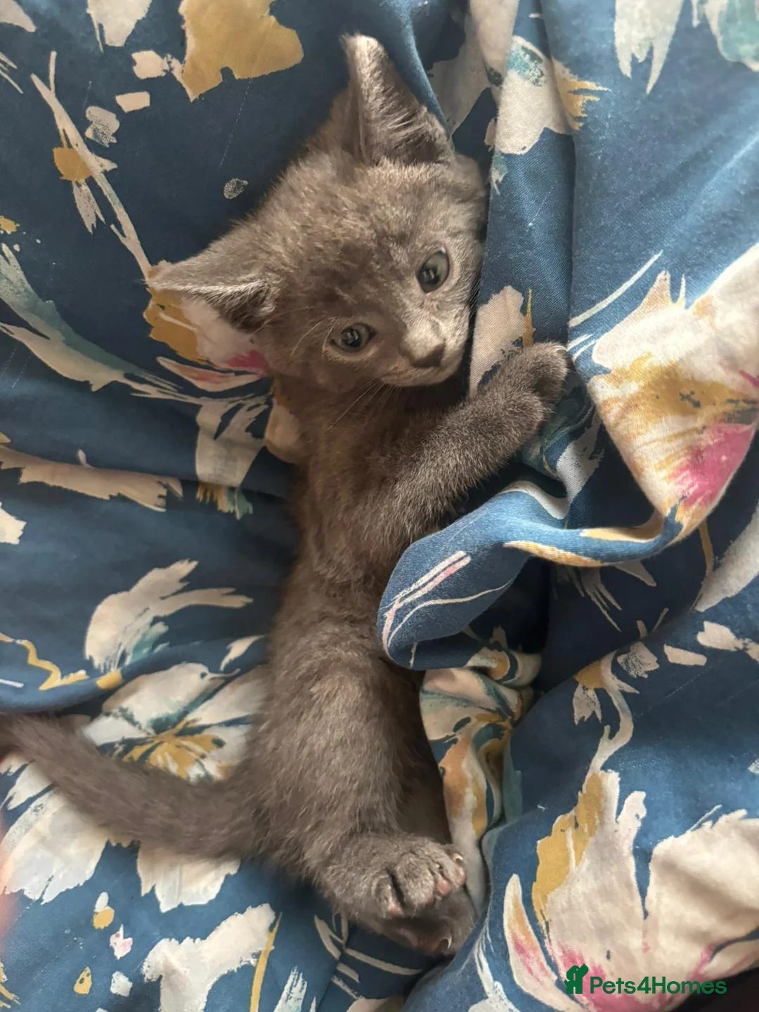 Mixed Breed cats for sale: One girl kitten ready to go to a lovinh home - Advert 3